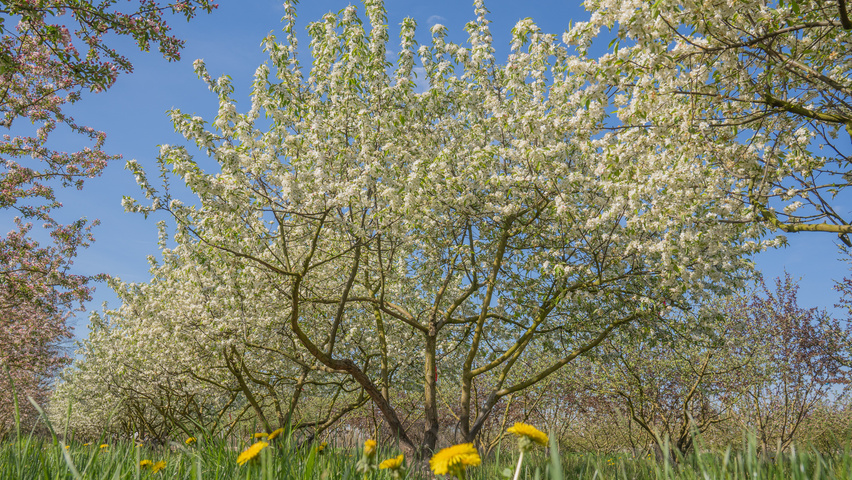 Malus 'Madonna' multi-stem