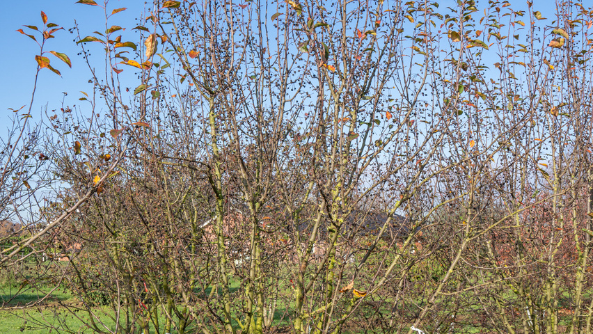 Malus 'Madonna' multi-stem
