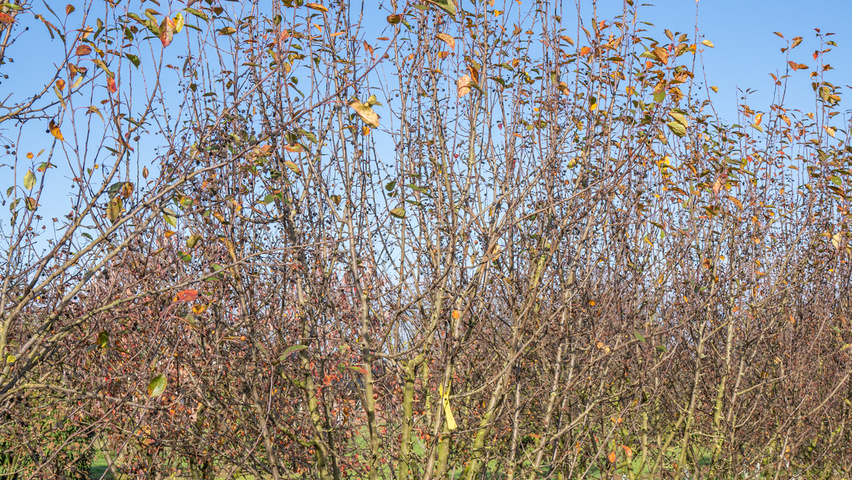 Malus 'Madonna' multi-stem