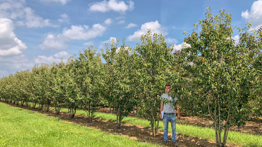 Malus 'Madonna' multi-stem