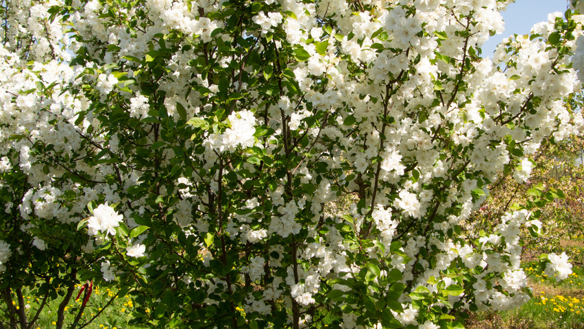 Malus 'Madonna' multi-stem