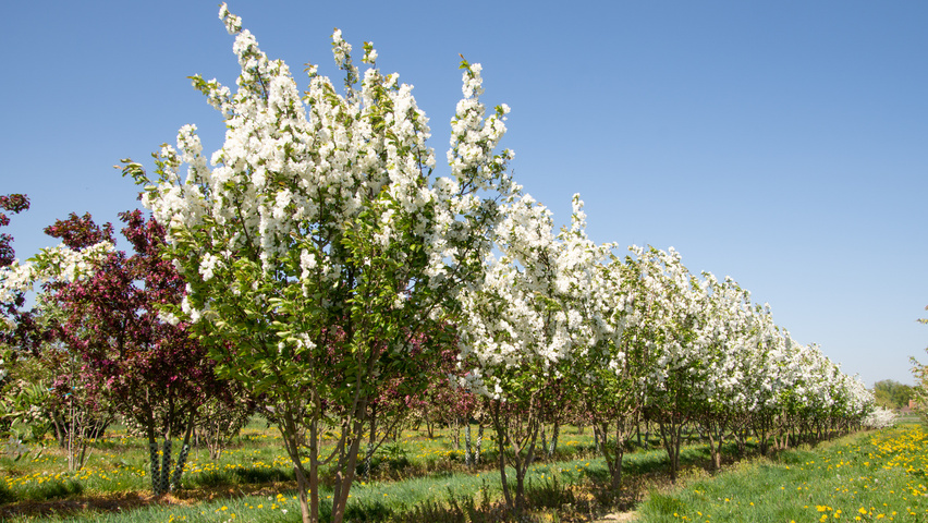 Malus 'Madonna' multi-stem