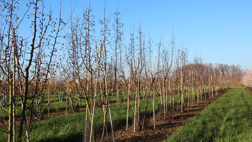 Malus 'Madonna' multi-stem