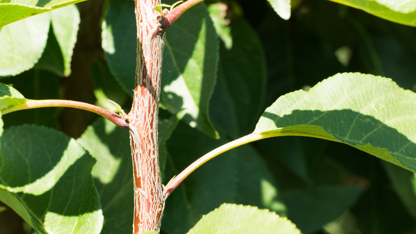 Malus 'Madonna' twigs