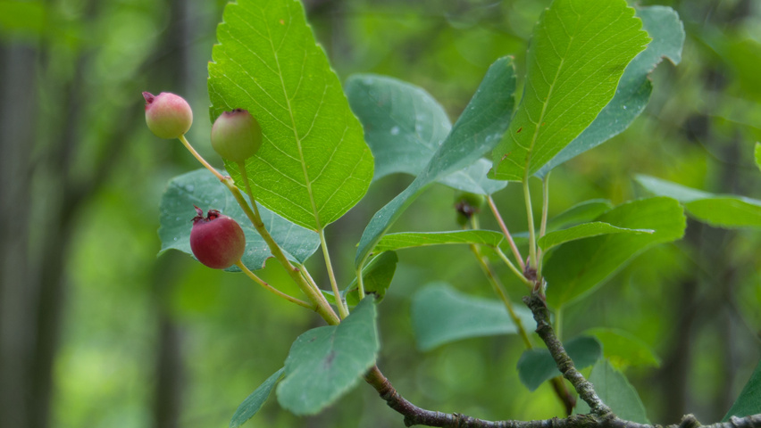Malus 'Makamik' плоды