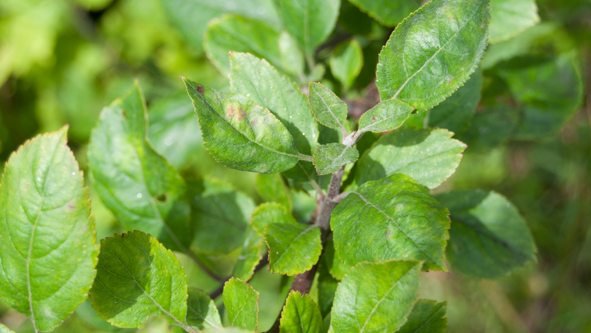 Malus 'Makamik' листья
