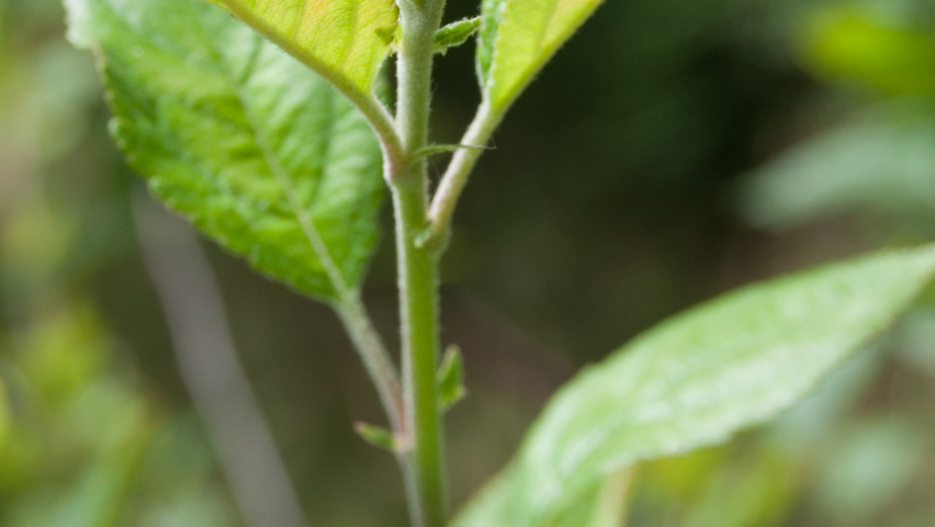 Malus 'Makamik' листья