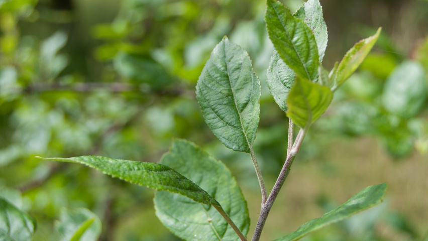 Malus 'Makamik' листья