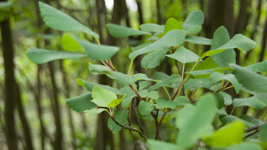 Malus 'Makamik' листья