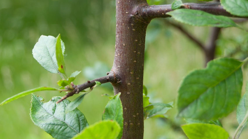 Malus 'Makamik' ветви