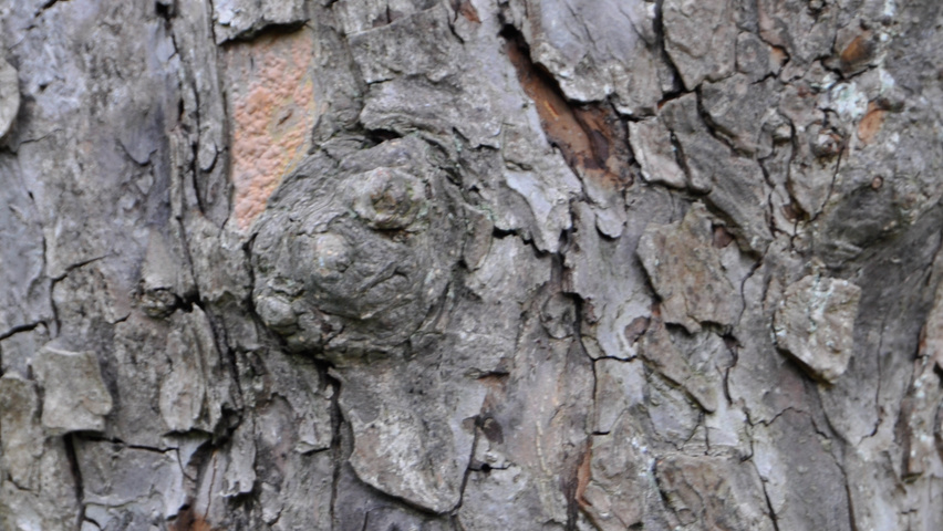 Malus 'Professor Sprenger' кора