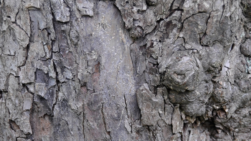 Malus 'Professor Sprenger' кора