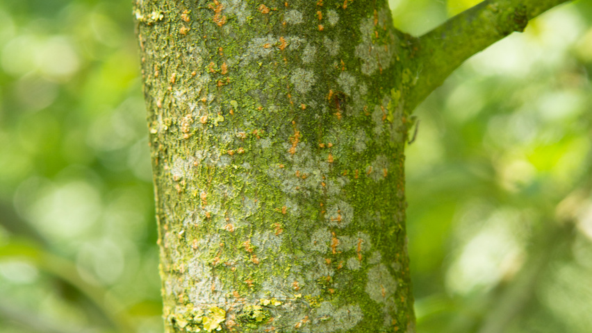 Malus 'Professor Sprenger' кора