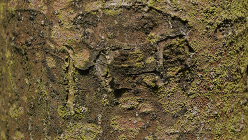 Malus 'Professor Sprenger' кора