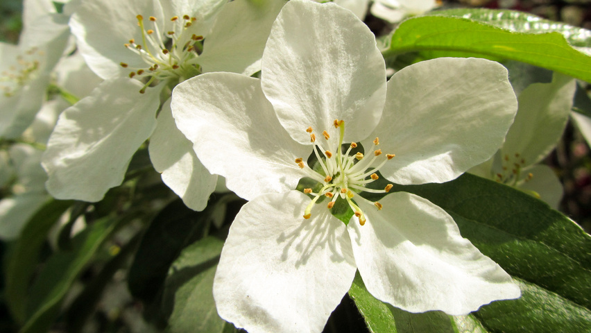 Malus 'Professor Sprenger' цветки