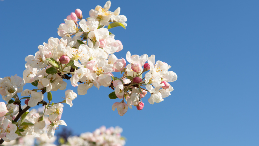 Malus 'Professor Sprenger' цветки