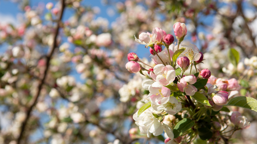 Malus 'Professor Sprenger' цветки