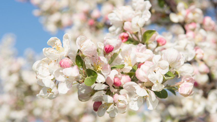 Malus 'Professor Sprenger' цветки