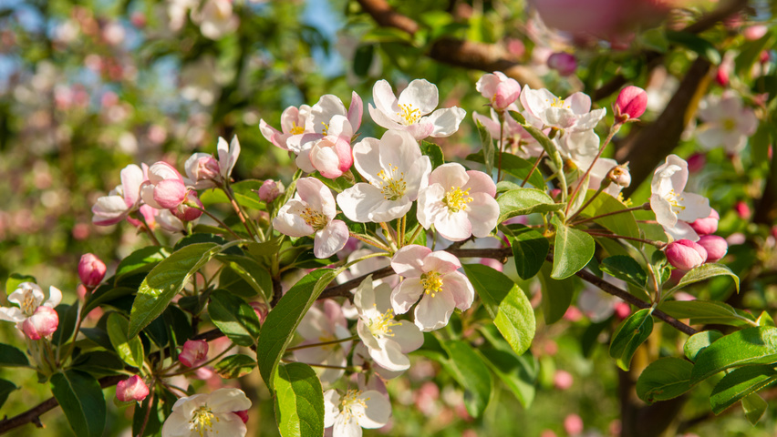 Malus 'Professor Sprenger' цветки