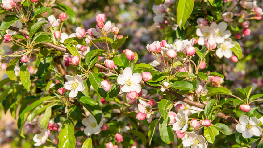 Malus 'Professor Sprenger' цветки
