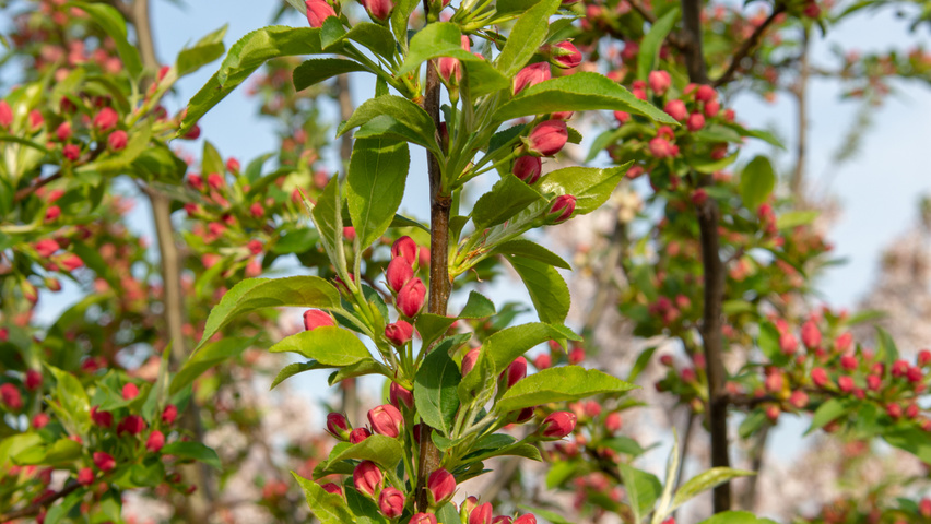 Malus 'Professor Sprenger' цветки