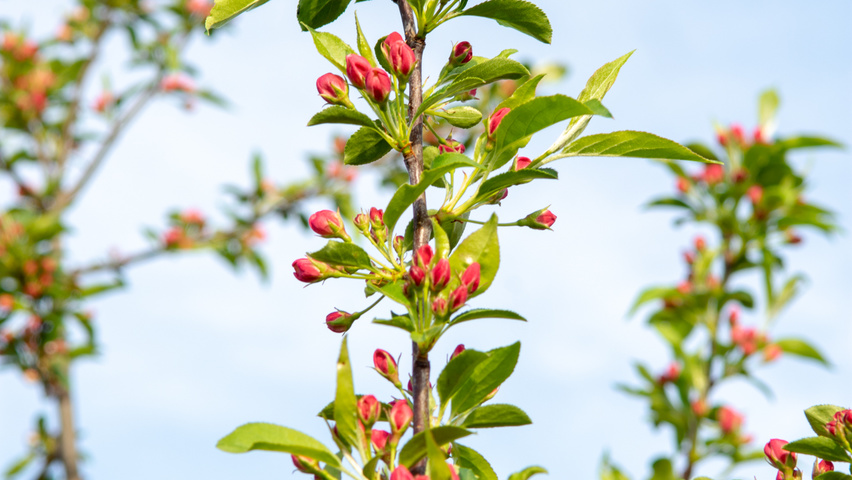Malus 'Professor Sprenger' цветки