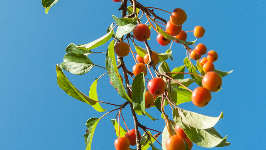 Malus 'Professor Sprenger' плоды