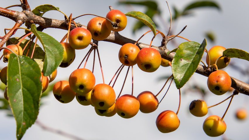 Malus 'Professor Sprenger' плоды