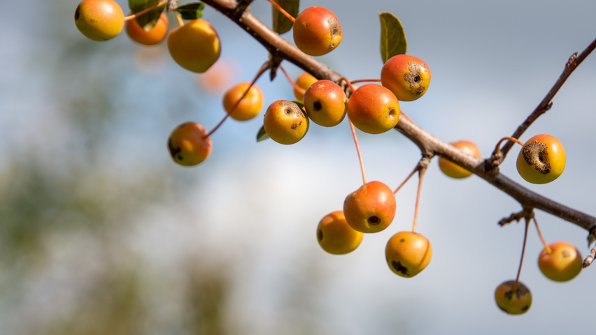 Malus 'Professor Sprenger' плоды