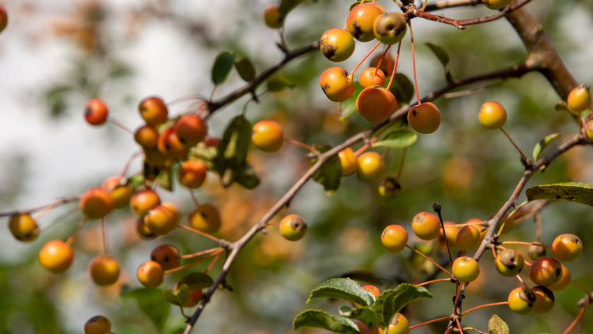 Malus 'Professor Sprenger' плоды