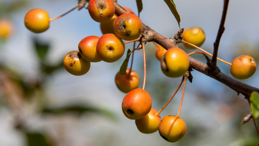 Malus 'Professor Sprenger' плоды