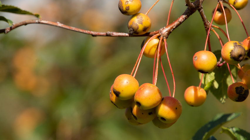 Malus 'Professor Sprenger' плоды