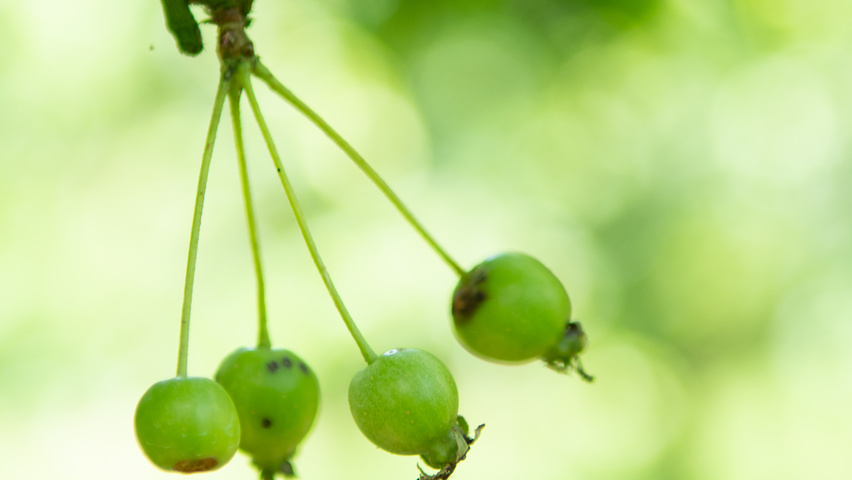 Malus 'Professor Sprenger' плоды