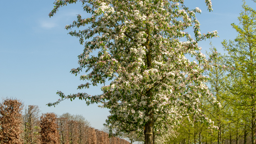 Malus 'Professor Sprenger' Деревья с высоким стволом (стандарт)
