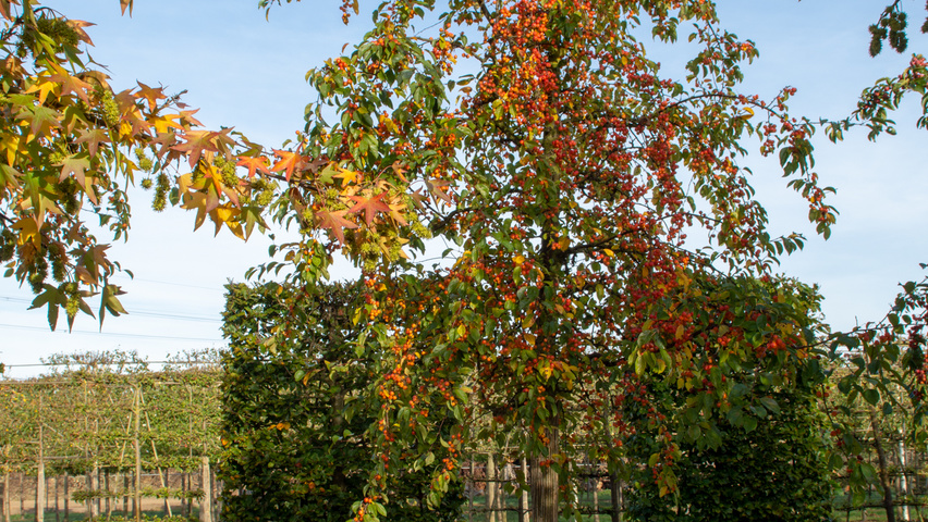 Malus 'Professor Sprenger' Деревья с высоким стволом (стандарт)