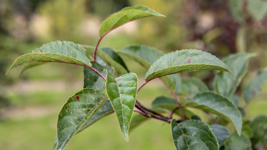 Malus 'Professor Sprenger' листья