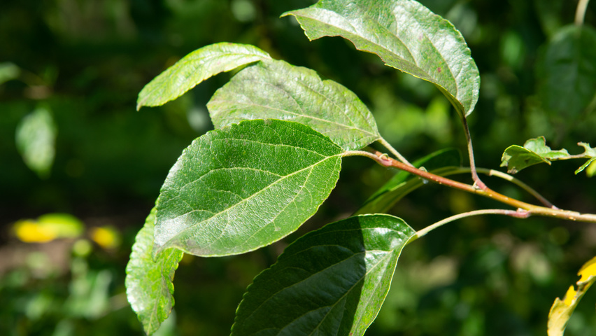 Malus 'Professor Sprenger' листья