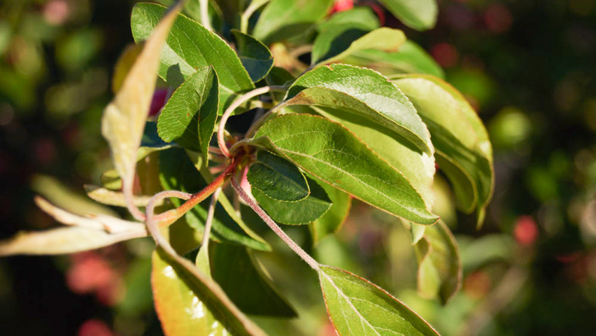 Malus 'Professor Sprenger' листья