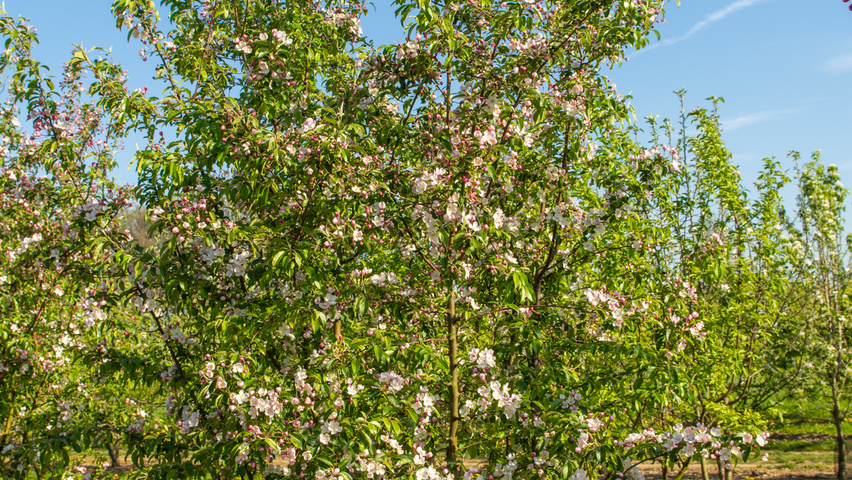 Malus 'Professor Sprenger' Многоствольные деревья