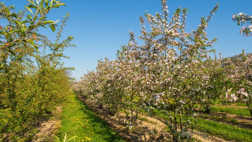 Malus 'Professor Sprenger' Многоствольные деревья