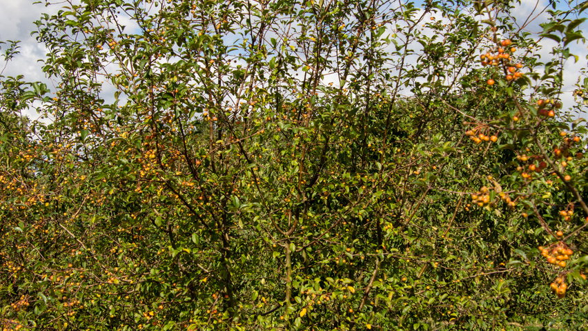 Malus 'Professor Sprenger' Многоствольные деревья