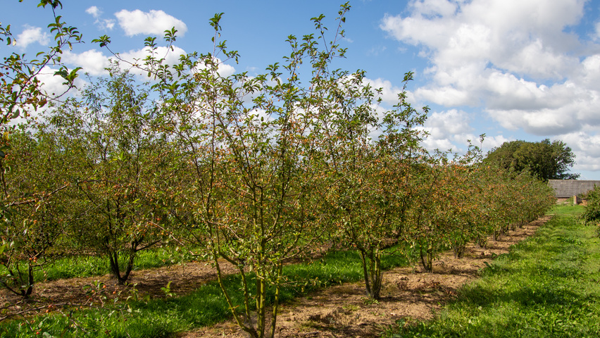 Malus 'Professor Sprenger' Многоствольные деревья