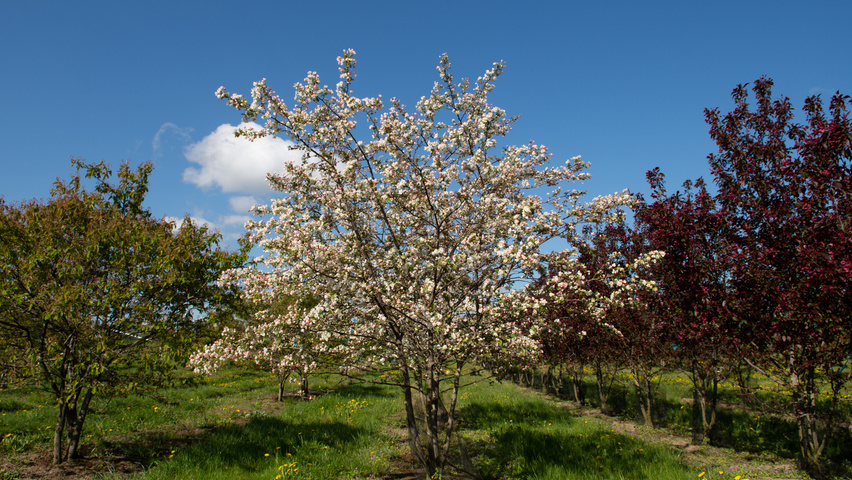 Malus 'Professor Sprenger' Многоствольные зонтичные формы