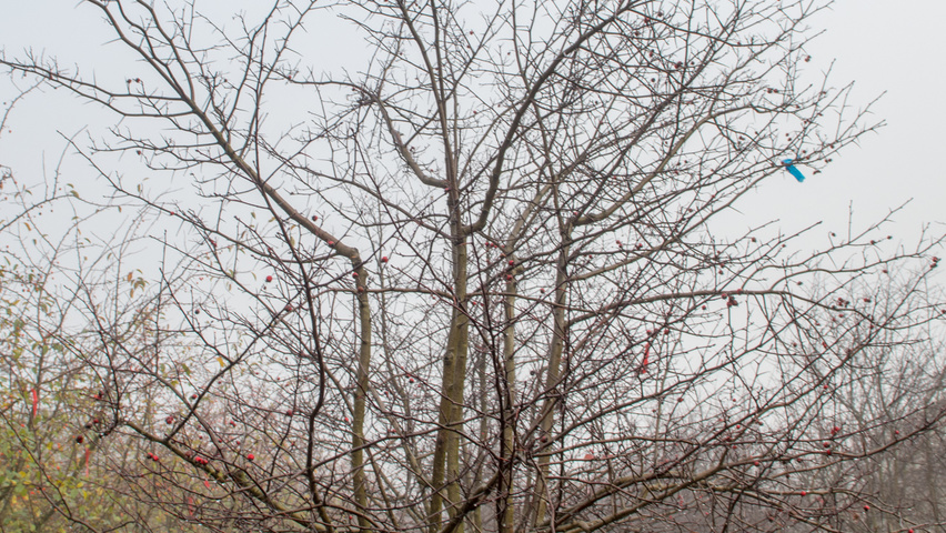 Malus 'Professor Sprenger' Многоствольные зонтичные формы