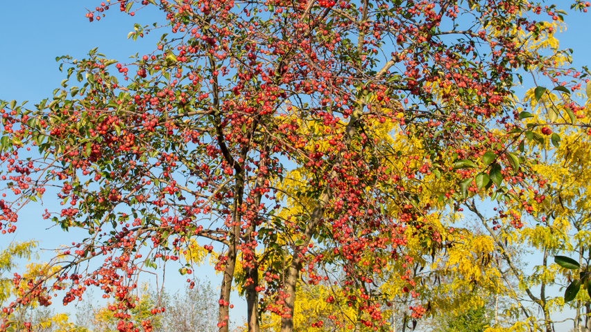 Malus 'Professor Sprenger' Многоствольные зонтичные формы