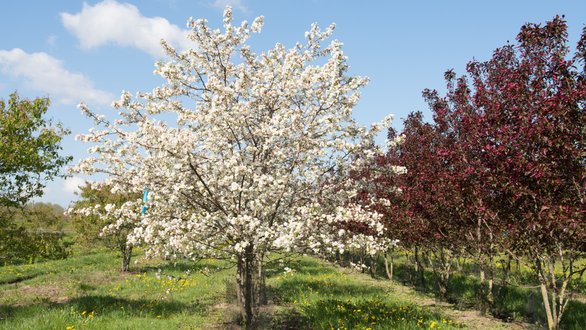Malus 'Professor Sprenger' Многоствольные зонтичные формы
