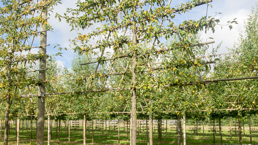 Malus 'Professor Sprenger' экран