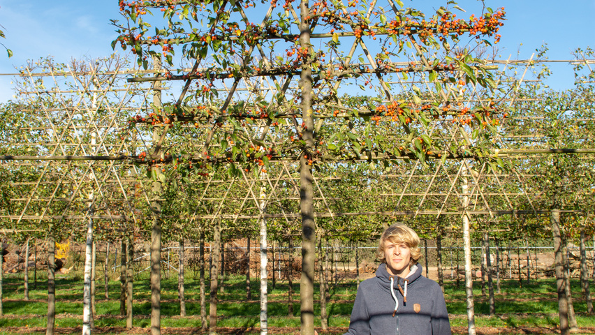 Malus 'Professor Sprenger' экран