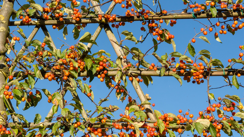 Malus 'Professor Sprenger' экран