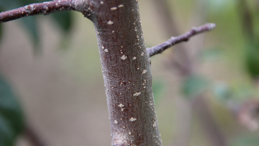 Malus 'Professor Sprenger' ветви